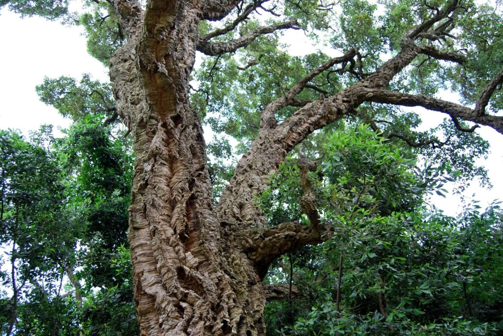 Cork oak tree in the Alentejo region
