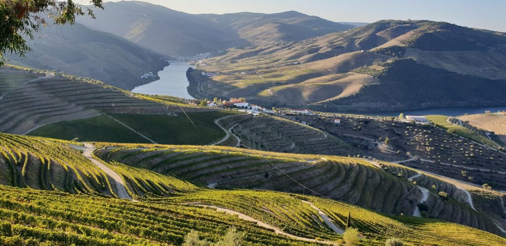 Terrazas de viñedos en el valle del Duero